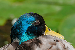 ������ (Anas platyrhynchos)