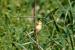 Ƹ���� ���������� (Dendroica petechia)