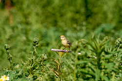 Ƹ���� ���������� (Dendroica petechia)
