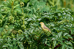 Ƹ���� ���������� (Dendroica petechia)