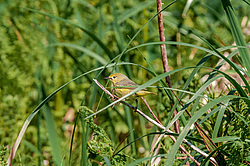 Ƹ���� ���������� (Dendroica petechia)