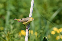 Ƹ���� ���������� (Dendroica petechia)