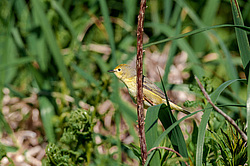 Ƹ���� ���������� (Dendroica petechia)