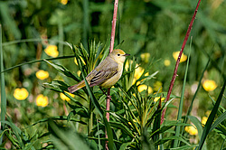 Ƹ���� ���������� (Dendroica petechia)