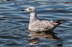 ����������� ����� (Larus argentatus)