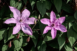 ������� ������� (Clematis x jackmanii) �����������