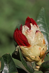 ����������� ���������� (Rhododendron repens) ���� �������
