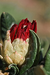 ����������� ���������� (Rhododendron repens) ���� �������