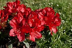 ����������� ���������� (Rhododendron repens) ���� �������