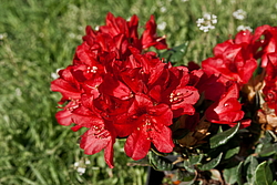 ����������� ���������� (Rhododendron repens) ���� �������