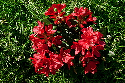 ����������� ���������� (Rhododendron repens) ���� �������