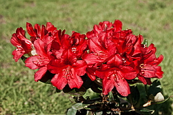 ����������� ���������� (Rhododendron repens) ���� �������