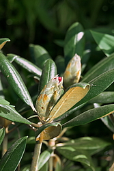 ����������� ������������ (Rhododendron yakushimanum) ���� �������