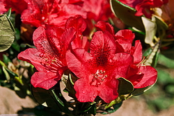 ����������� ���������� (Rhododendron repens) ���� �������