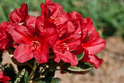 ����������� ���������� (Rhododendron repens) ���� �������