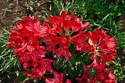 ����������� ���������� (Rhododendron repens) ���� �������
