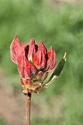 ������ ��������������� (Rhododendron � mollis) ���� �������