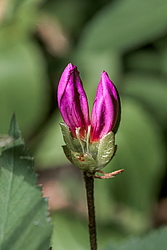 ������ ������, ���� ��� ����� (Rhododendron 'Malvaticum' x Rhododendron kaempferi)