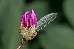 ������ ������, ���� ��� ����� (Rhododendron 'Malvaticum' x Rhododendron kaempferi)