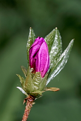 ������ ������, ���� ��� ����� (Rhododendron 'Malvaticum' x Rhododendron kaempferi)