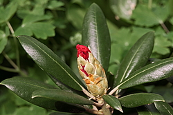 ����������� ������������ (Rhododendron yakushimanum) ���� �������