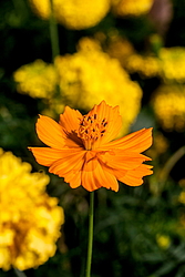 ������ �����-����� (Cosmos sulphureus)
