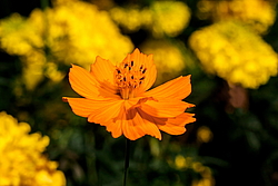 ������ �����-����� (Cosmos sulphureus)