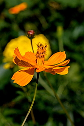 ������ �����-����� (Cosmos sulphureus)