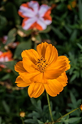 ������ �����-����� (Cosmos sulphureus)