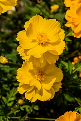 ������ �����-����� (Cosmos sulphureus)