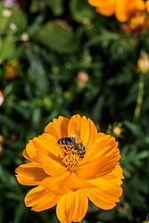 ������ �����-����� (Cosmos sulphureus)