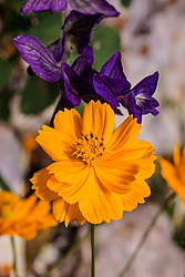 ������ �����-����� (Cosmos sulphureus)