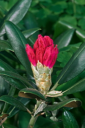����������� ������������ (Rhododendron yakushimanum) ���� �������