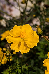 ������ �����-����� (Cosmos sulphureus)