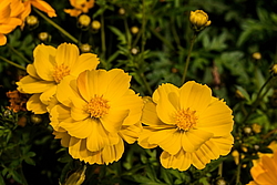 ������ �����-����� (Cosmos sulphureus)