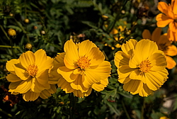 ������ �����-����� (Cosmos sulphureus)