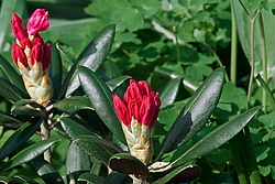 ����������� ������������ (Rhododendron yakushimanum) ���� �������