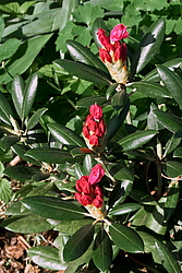 ����������� ������������ (Rhododendron yakushimanum) ���� �������