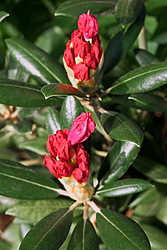 ����������� ������������ (Rhododendron yakushimanum) ���� �������