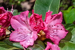 ����������� ������������ (Rhododendron catawbiense) ���� ��������