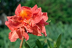 ������ ��������������� (Rhododendron � mollis) ���� �������