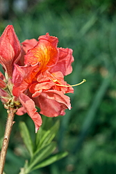 ������ ��������������� (Rhododendron � mollis) ���� �������