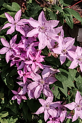 ������� ������� (Clematis x jackmanii) �����������