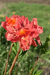 ������ ��������������� (Rhododendron � mollis) ���� �������
