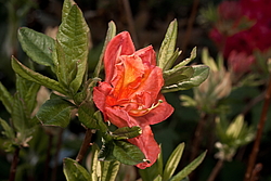 ������ ��������������� (Rhododendron � mollis) ���� �������