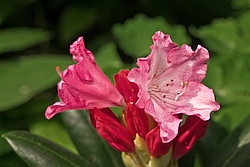 ����������� ������������ (Rhododendron yakushimanum) ���� �������