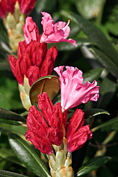 ����������� ������������ (Rhododendron yakushimanum) ���� �������