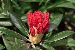 ����������� ������������ (Rhododendron yakushimanum) ���� �������