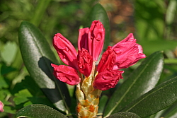 ����������� ������������ (Rhododendron yakushimanum) ���� �������