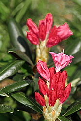 ����������� ������������ (Rhododendron yakushimanum) ���� �������